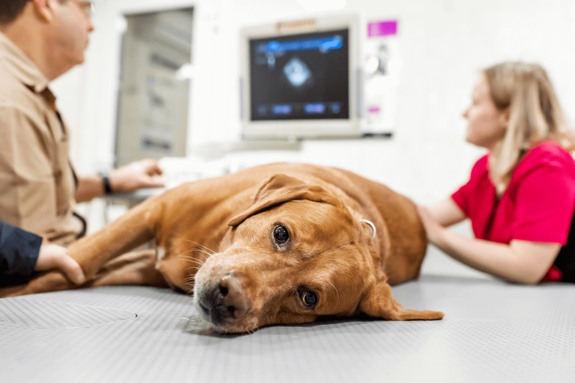 Merken Hunde Wenn Man Krank Ist entdecker-welt.com